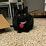 animal, black_cat, carpet, cat, chair, collar, couch, cozy, domestic_cat, feline, floor, fur, heart_tag, home, indoor, pet, relaxed, sitting, whiskers, yellow_eyes