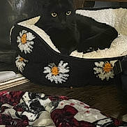 Pixie Evil Kitty joined the competition — help win amazing prizes! animal, bed, black_cat, blanket, cat, comfort, cozy, cute, daisy_pattern, decor, domestic, feline, fur, home, indoor, pet_bed, relaxed, resting, soft_texture, wooden_floor