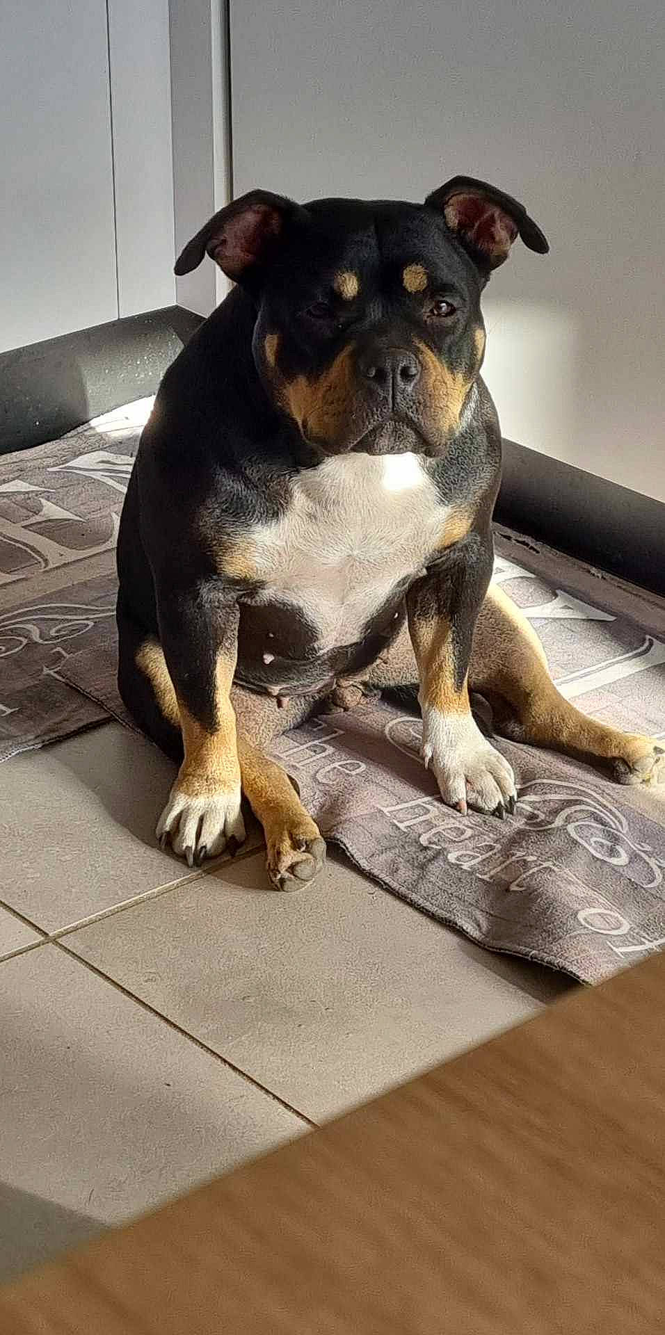 Shiva a rejoint le concours — aidez-le/la à gagner de superbes lots ! bored, boston_terrier, bulldog, canidae, carnivore, companion_dog, dog, dog_breed, ear, fawn, flooring, paw, snout, sporting_group, tail, terrestrial_animal, toy_dog, whiskers, working_animal, working_dog