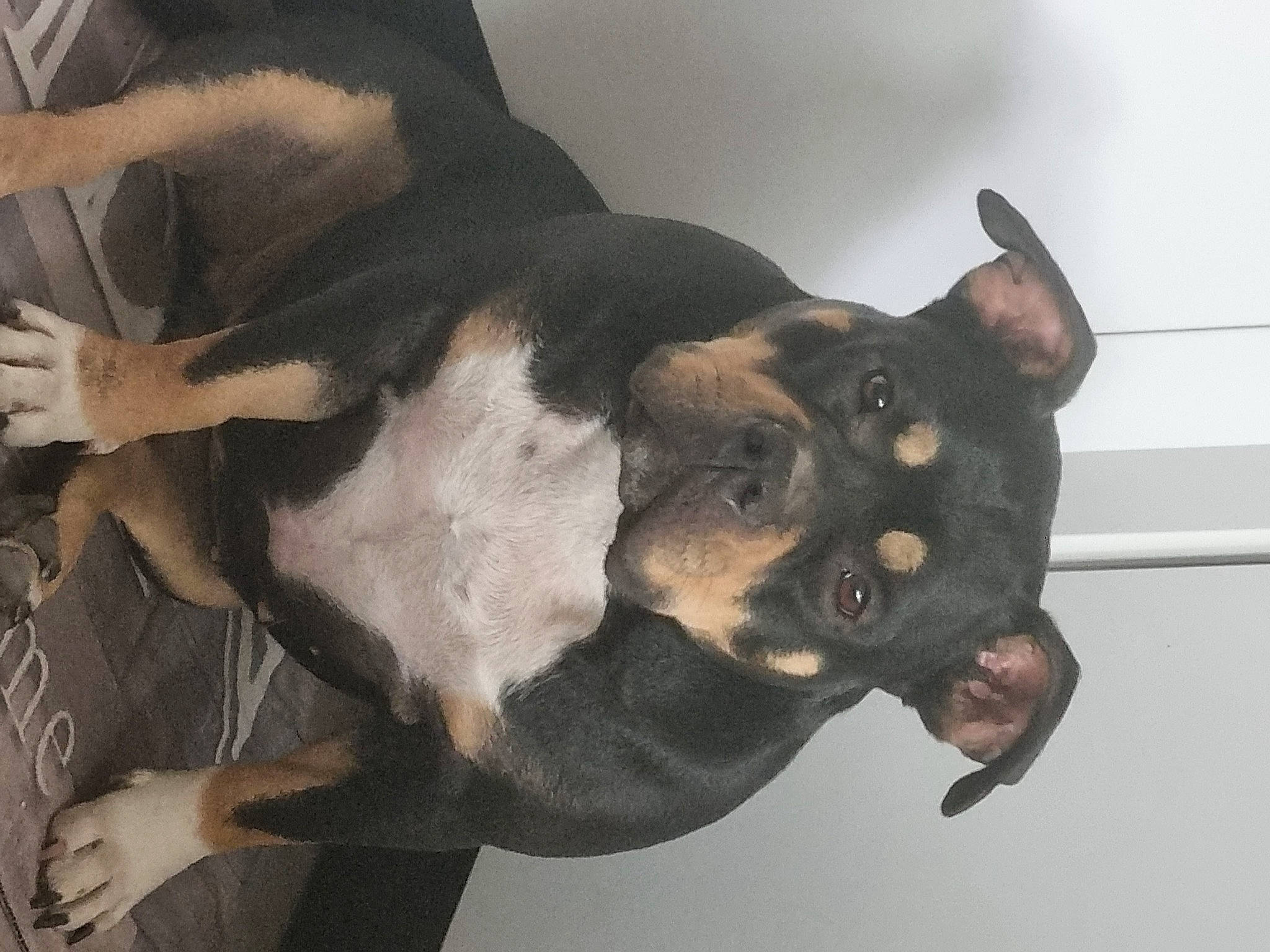 Shiva a rejoint le concours — aidez-le/la à gagner de superbes lots ! canidae, carnivore, comfort, companion_dog, dog, dog_breed, ear, fawn, fur, guard_dog, non_sporting_group, paw, sporting_group, tail, terrestrial_animal, toy_dog, whiskers, working_animal, working_dog