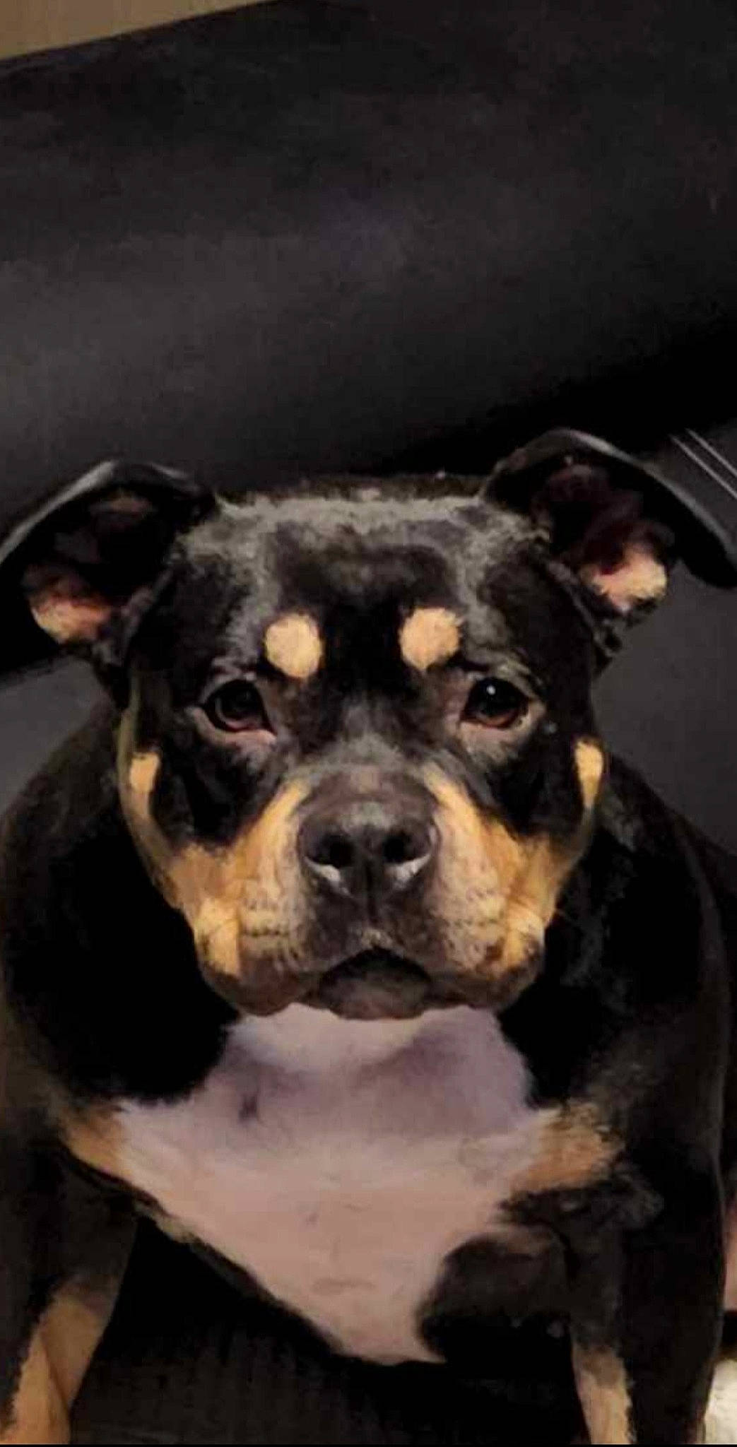 Shiva a rejoint le concours — aidez-le/la à gagner de superbes lots ! ancient_dog_breeds, art, canidae, carnivore, companion_dog, dog, dog_breed, fawn, fur, guard_dog, non_sporting_group, painting, puppy, snout, sporting_group, terrestrial_animal, toy_dog, whiskers, working_animal, working_dog