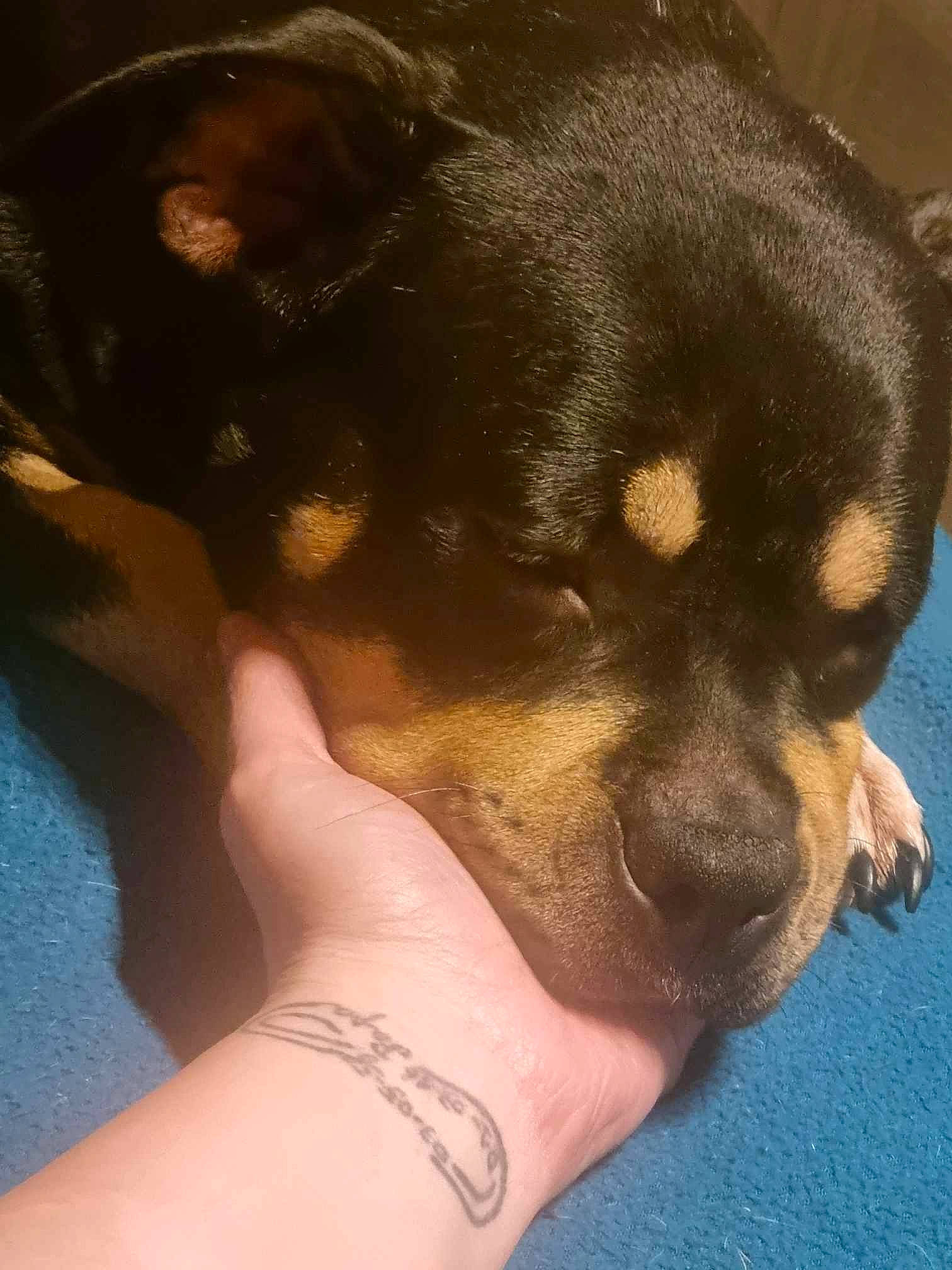 Shiva a rejoint le concours — aidez-le/la à gagner de superbes lots ! canidae, carnivore, companion_dog, dog, dog_breed, elbow, fawn, foot, fur, gesture, human_leg, nail, paw, rottweiler, sporting_group, terrestrial_animal, toe, toy_dog, working_animal, wrist