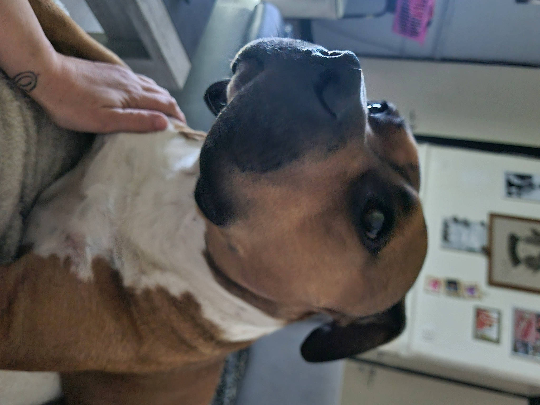 Robbie a rejoint le concours — aidez-le/la à gagner de superbes lots ! canidae, carnivore, collar, companion_dog, dog, dog_breed, dog_collar, ear, fawn, fur, guard_dog, non_sporting_group, paw, pet_supply, snout, sporting_group, toy_dog, whiskers, working_animal, working_dog