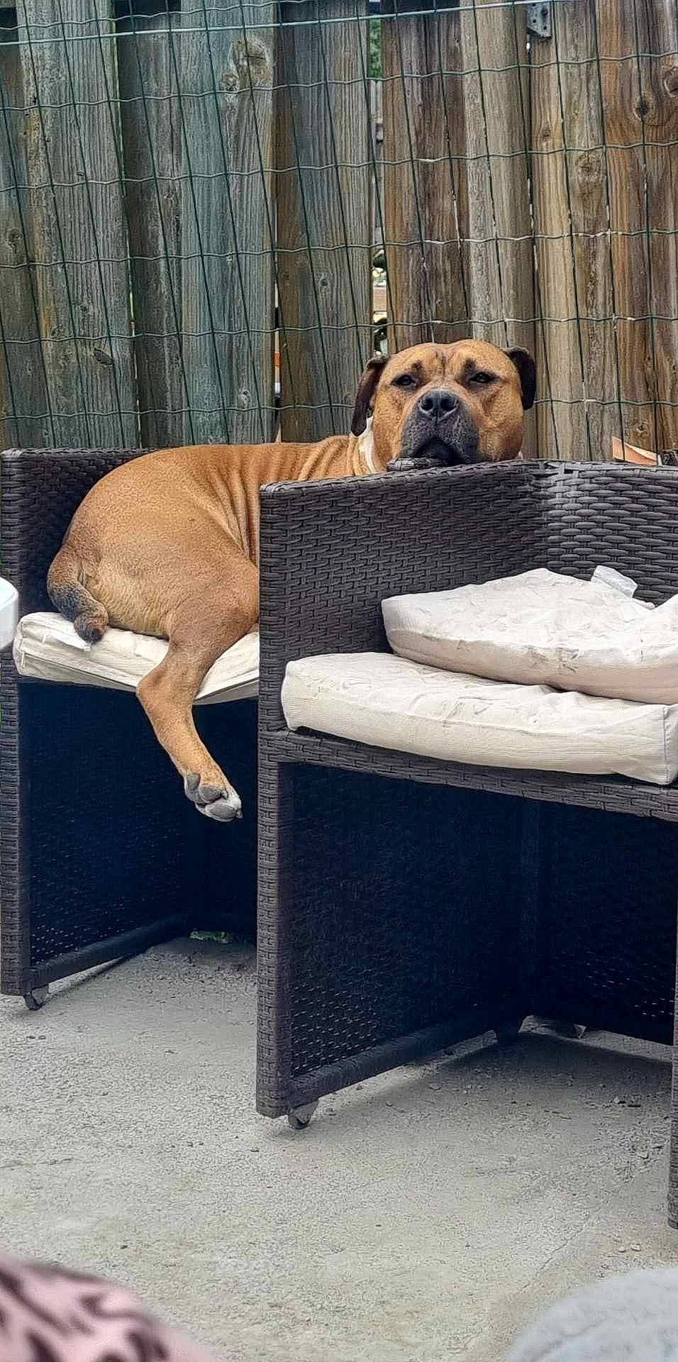 Robbie participe au concours pour gagner de l'argent avec cette photo : animal_shelter, carnivore, club_chair, collar, comfort, companion_dog, dog, dog_breed, dog_supply, fawn, fence, guard_dog, hardwood, outdoor_furniture, pet_supply, shar_pei, sporting_group, studio_couch, tail, wood