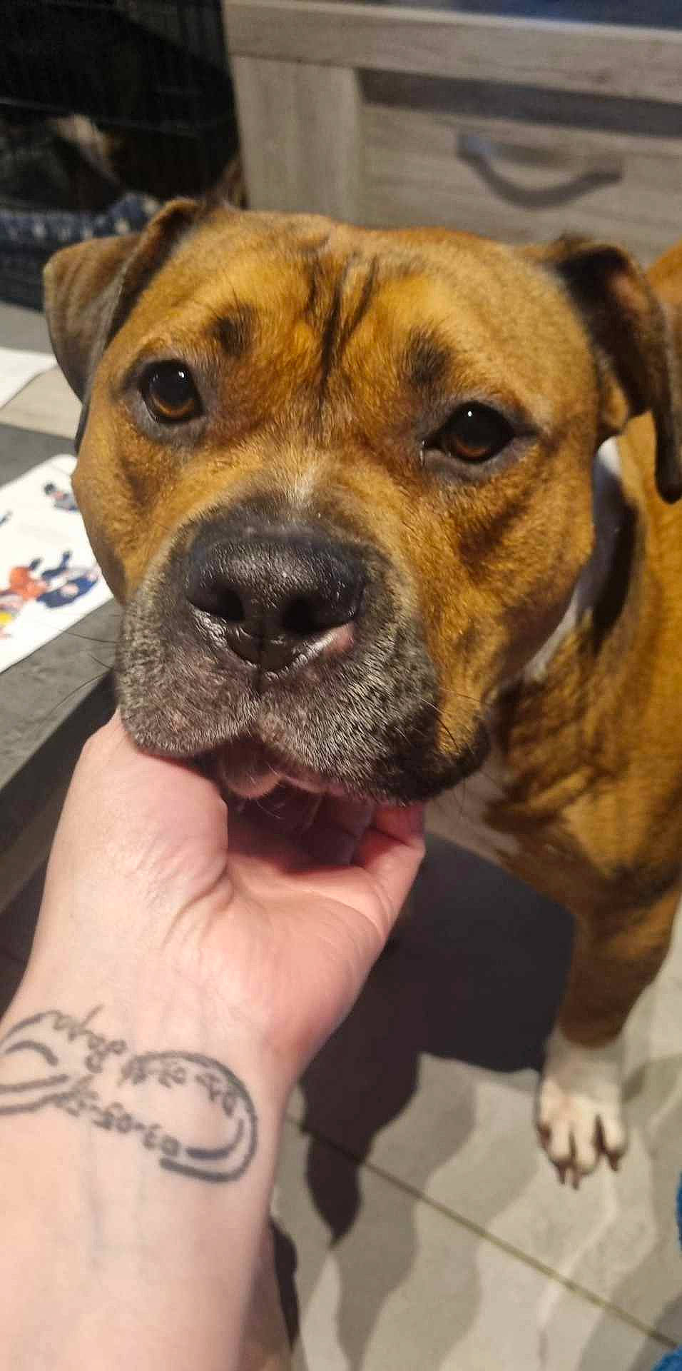 Robbie a rejoint le concours — aidez-le/la à gagner de superbes lots ! ancient_dog_breeds, carnivore, collar, companion_dog, dog, dog_breed, fawn, fur, jewellery, molosser, non_sporting_group, snout, sporting_group, tattoo, whiskers, working_animal, working_dog, wrist