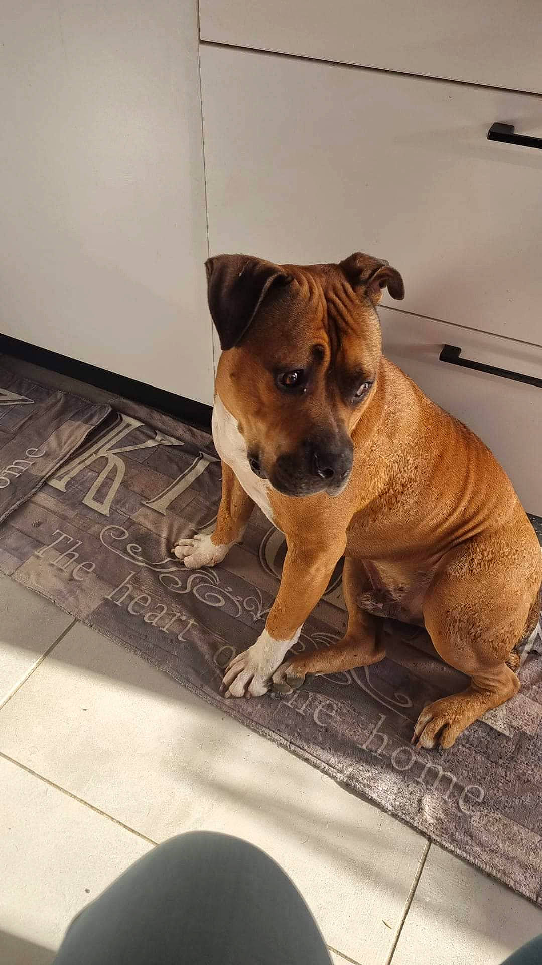 Robbie participe au concours pour gagner de l'argent avec cette photo : canidae, carnivore, collar, companion_dog, dog, dog_breed, dog_collar, dog_supply, fawn, floor, flooring, guard_dog, hardwood, pet_supply, snout, sporting_group, tail, whiskers, wood, working_animal