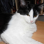 Mimi a rejoint le concours — aidez-le/la à gagner de superbes lots !