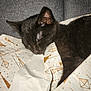 black_cat, sleeping_cat, cat, pet, animal, wrapped_in_paper, patterned_paper, grey_couch, cozy, nap, fur, whiskers, cute, resting, indoor, domestic_cat, closeup, texture, relaxation, soft_lighting
