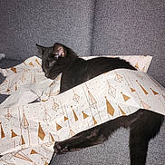 Luffy Et Milla a rejoint le concours — aidez-le/la à gagner de superbes lots ! black_cat, cat, sleeping, wrapped, wrapping_paper, couch, grey_couch, feline, domestic_animal, pet, cozy, resting, indoor, cute, relaxing, animal, fur, tail, decorative, patterned_paper