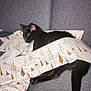 black_cat, cat, sleeping, wrapped, wrapping_paper, couch, grey_couch, feline, domestic_animal, pet, cozy, resting, indoor, cute, relaxing, animal, fur, tail, decorative, patterned_paper
