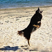 Kiwi a rejoint le concours — aidez-le/la à gagner de superbes lots ! dog, beach, sand, water, jumping, outdoor, animal, pet, active, sunlight, motion, playful, canine, nature, daytime, shore, excited, fur, wildlife, summer