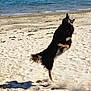 dog, beach, sand, water, jumping, outdoor, animal, pet, active, sunlight, motion, playful, canine, nature, daytime, shore, excited, fur, wildlife, summer