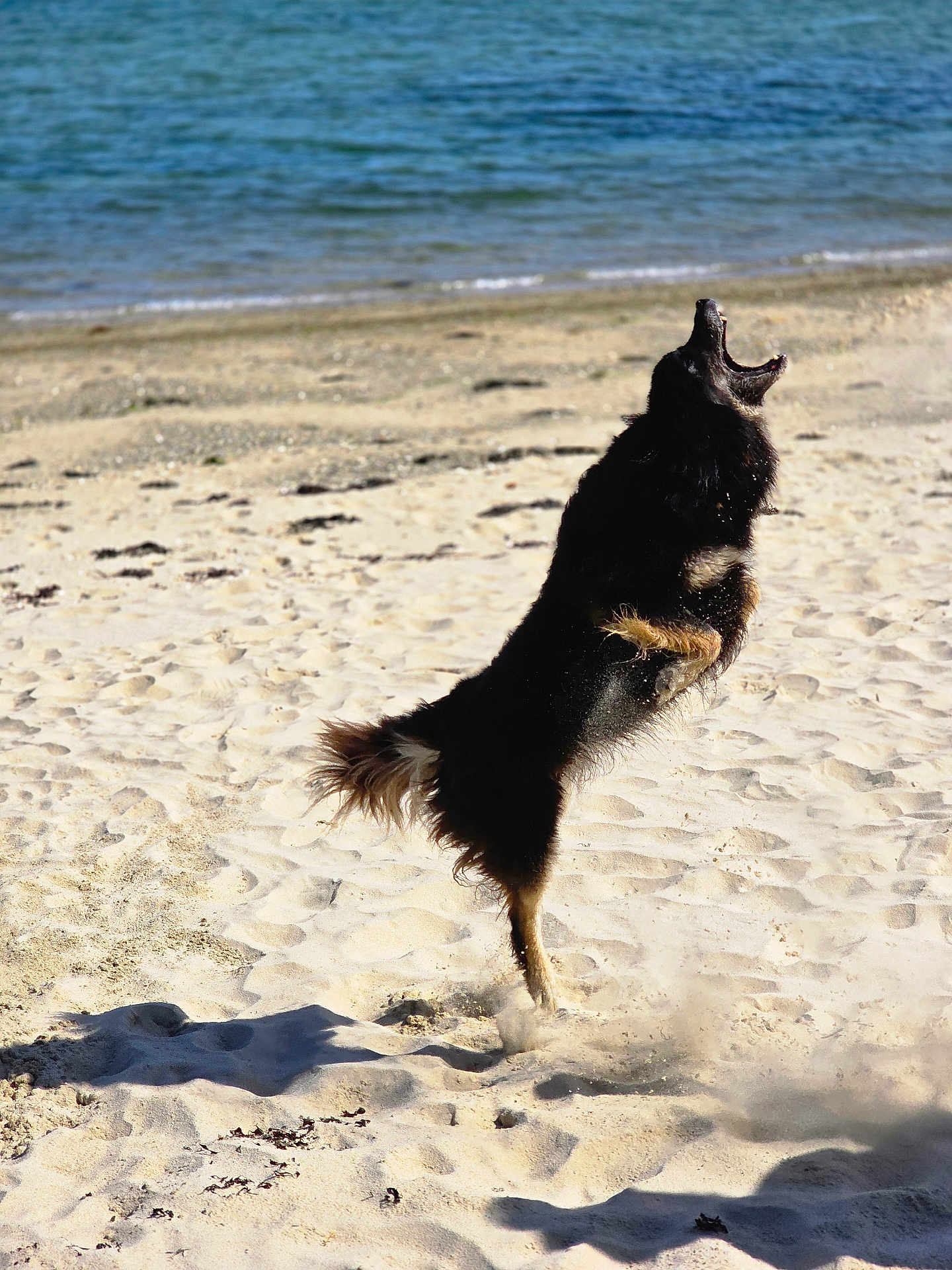 Kiwi a rejoint le concours — aidez-le/la à gagner de superbes lots ! dog, beach, sand, water, jumping, outdoor, animal, pet, active, sunlight, motion, playful, canine, nature, daytime, shore, excited, fur, wildlife, summer