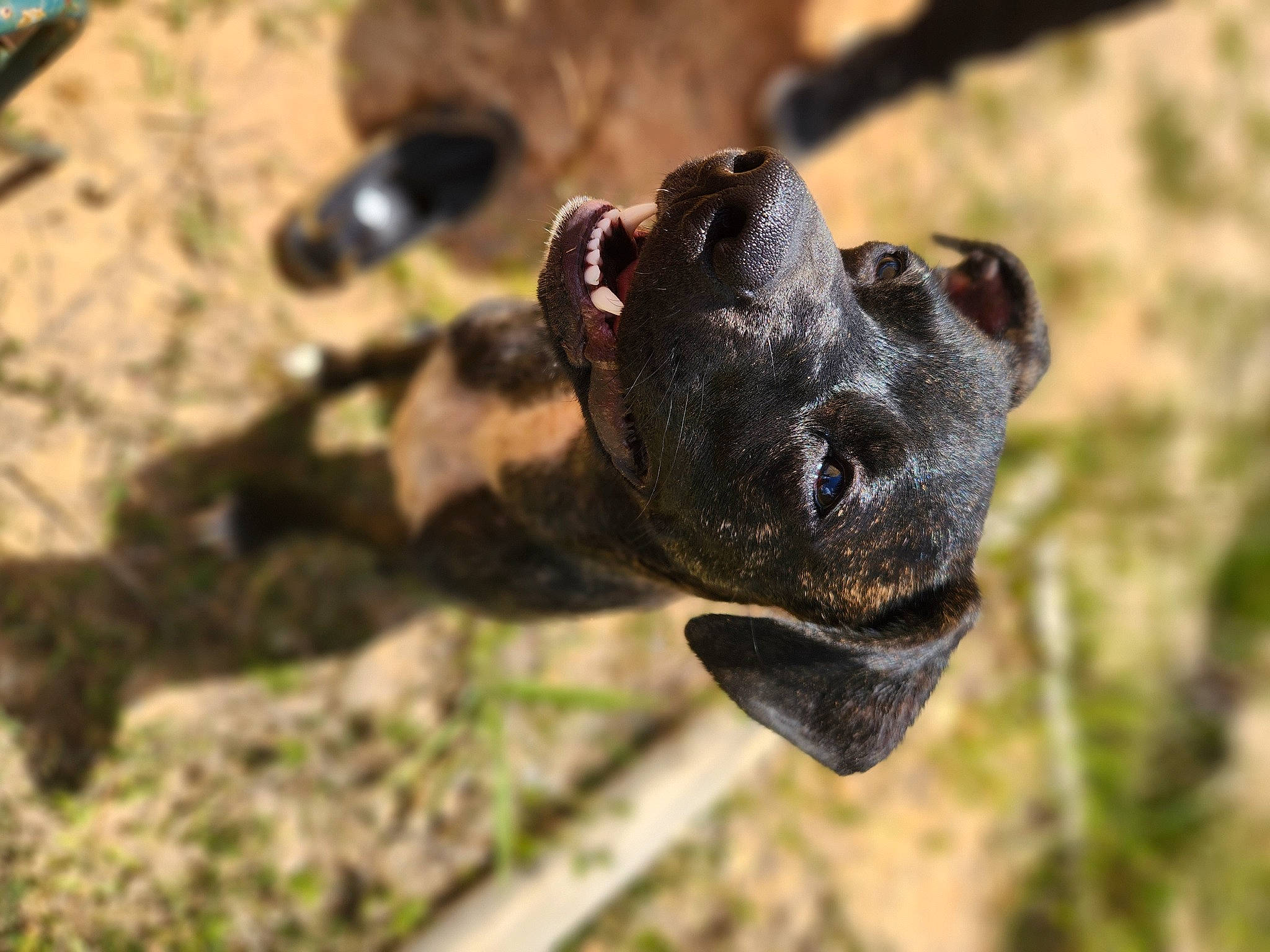 Tiberius Rex Ronland Macdonald