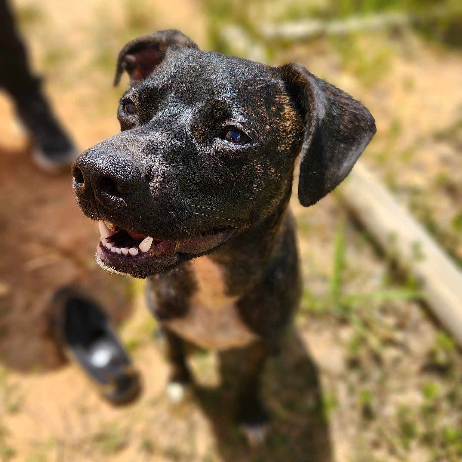 Tiberius Rex Ronland Macdonald