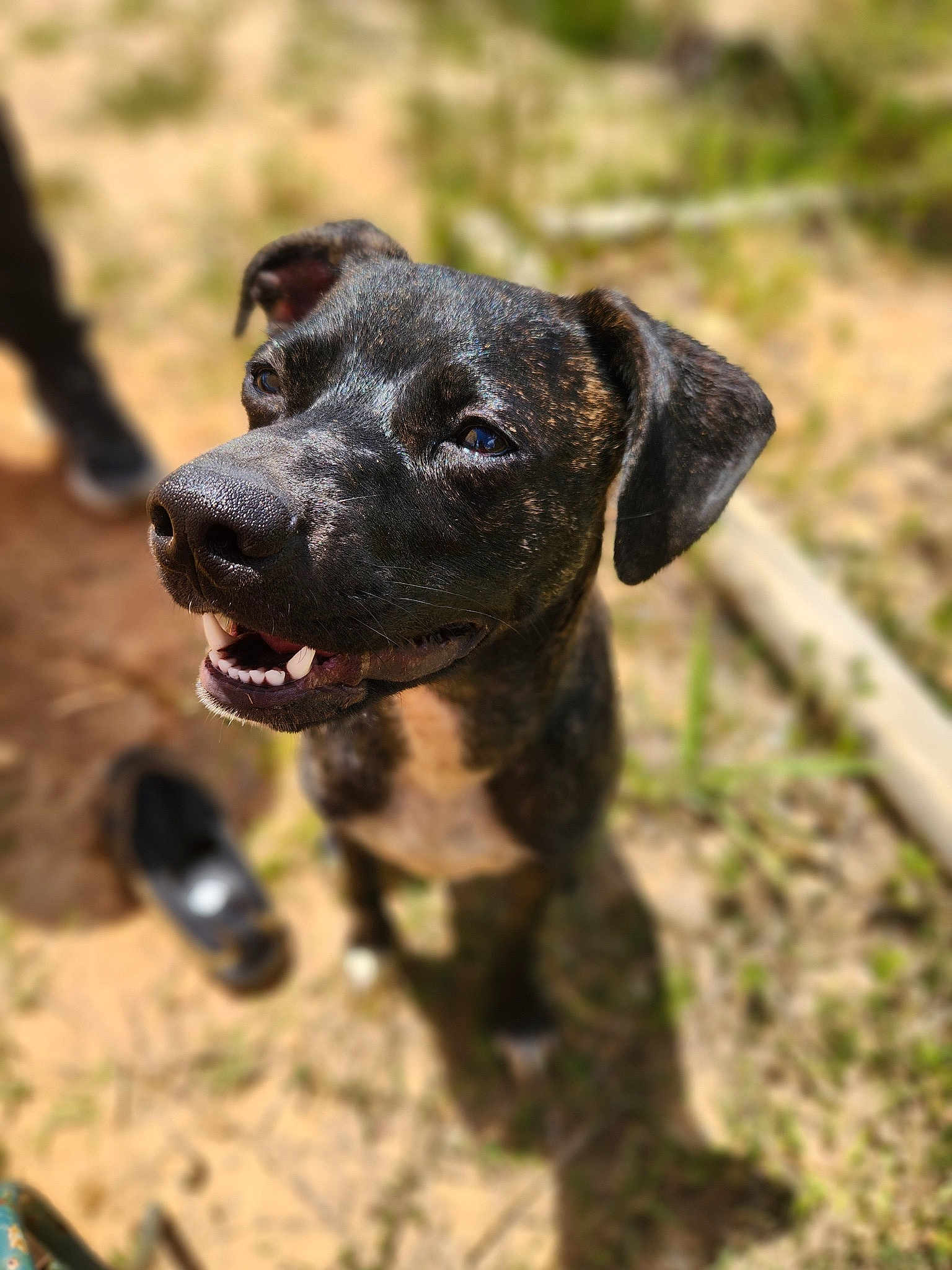 Tiberius Rex Ronland Macdonald