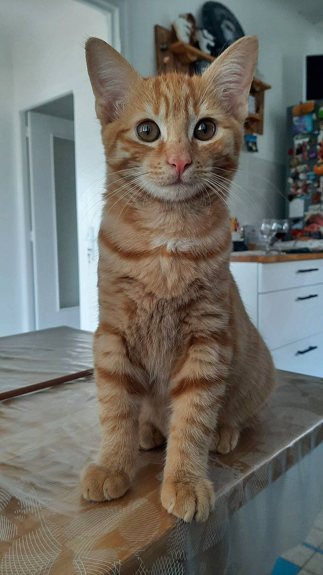 Chaussette participe au concours pour gagner de l'argent avec cette photo : cabinetry, carnivore, cat, chest_of_drawers, claw, domestic_short_haired_cat, door, drawer, fawn, felidae, flooring, fur, paw, shelf, sitting, small_to_medium_sized_cats, snout, tail, terrestrial_animal, whiskers