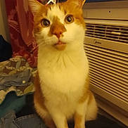 Fruitloop is registered to the contest to win money with this photo: cat, orange_and_white, indoor, air_conditioner, curious, pet, feline, closeup, sitting, blanket, clothes, fabric, warm_lighting, domestic, home, portrait, fur, whiskers, eyes, mouth
