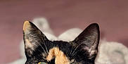 Minnie And Daisy joined the competition — help win amazing prizes! cat, calico, close_up, yellow_eyes, ears, whiskers, blanket, cozy, indoor, fur, pet, animal, face, curious, resting, soft_texture, warm, cute, domestic_cat, portrait