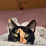 cat, calico, close_up, yellow_eyes, ears, whiskers, blanket, cozy, indoor, fur, pet, animal, face, curious, resting, soft_texture, warm, cute, domestic_cat, portrait