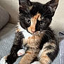 Minnie And Daisy joined the competition — help win amazing prizes! kitten, cat, calico, pet, animal, fur, whiskers, ears, cute, indoor, resting, paws, young, domestic, mammal, feline, closeup, portrait, soft_surface, curious