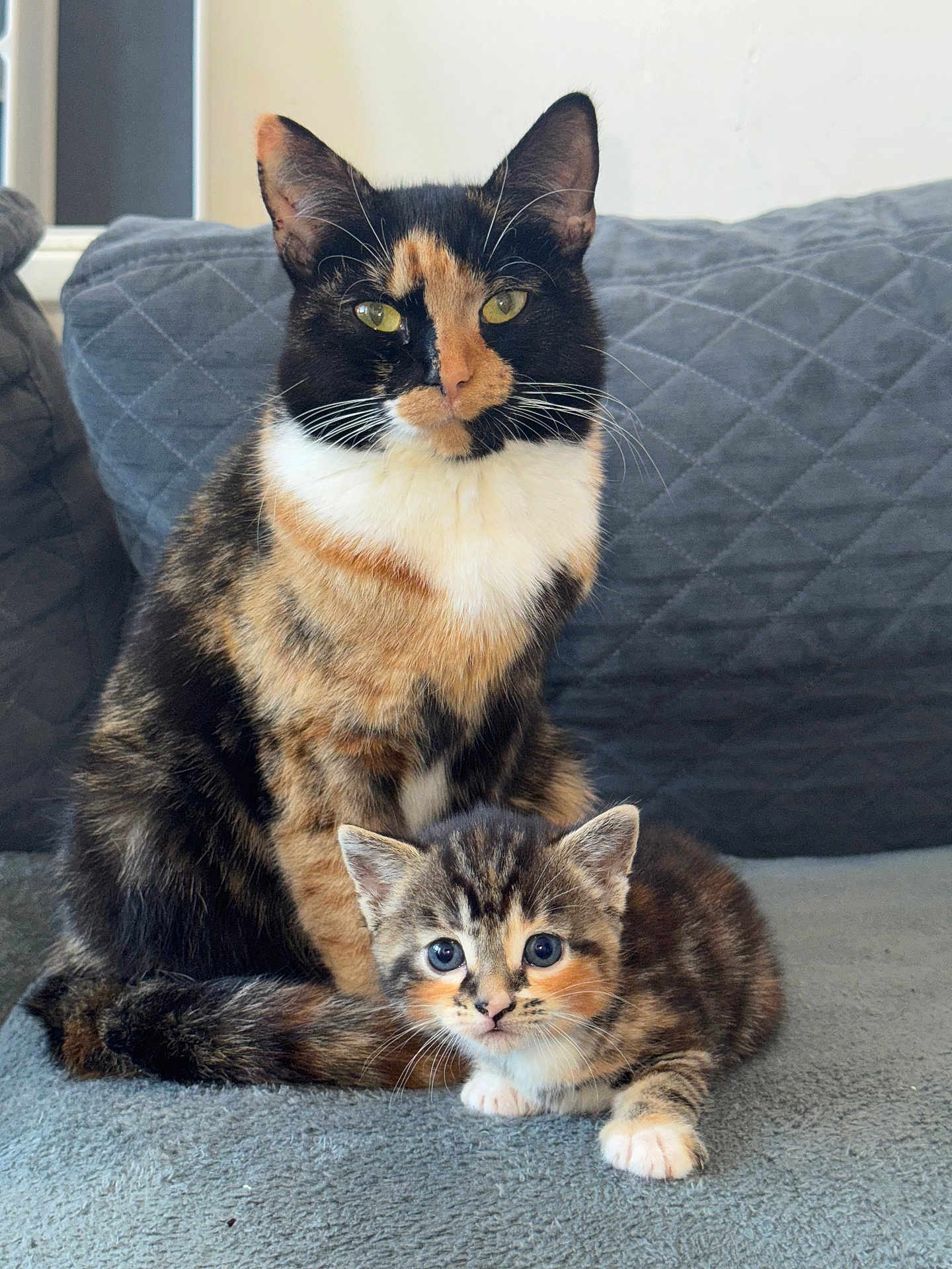 Minnie And Daisy is registered to the contest to win money with this photo: cat, kitten, calico_cat, tabby_kitten, pet, animal, feline, cute, indoor, cozy, couch, gray, fur, whiskers, eyes, portrait, sitting, looking_at_camera, domestic_animal, family