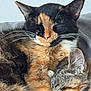 cat, calico_cat, tabby_cat, sleeping, close_up, fur, whiskers, ears, pet, animal, domestic_animal, cozy, cuddle, resting, indoor, cute, companion, relaxation, two_animals, friendship