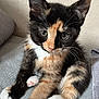 Minnie And Daisy joined the competition — help win amazing prizes! kitten, calico, cat, pet, feline, cute, young, sitting, indoor, fur, whiskers, paw, pink_paw, curious, closeup, animal, mammal, soft, cozy, resting