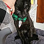 black_cat, cat, bow_tie, pet, hand, plush_bed, indoor, feline, tag, green_bow_tie, comfort, cozy, fur, whiskers, ears, domestic_animal, cute, animal, resting, home