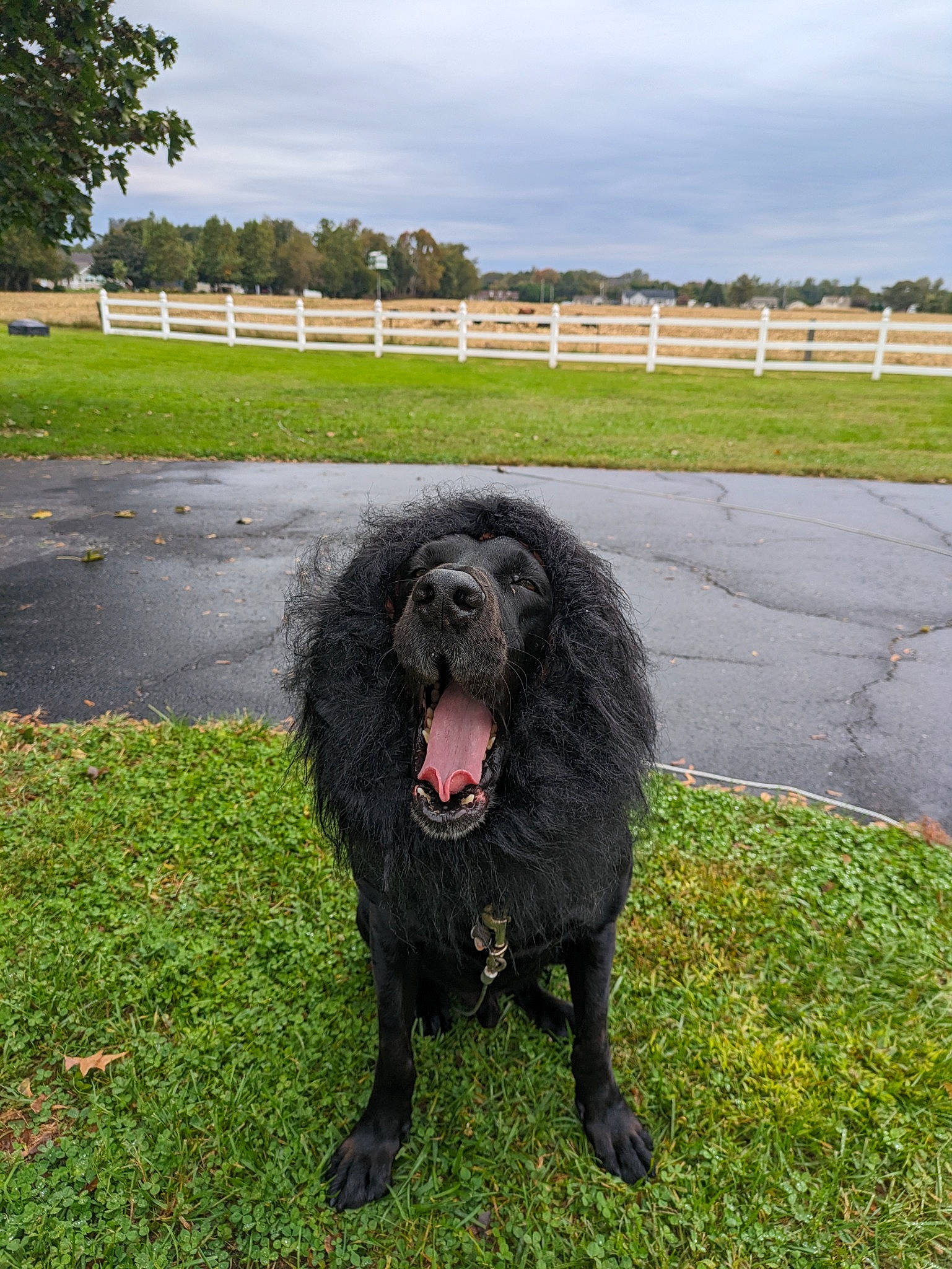 Tater joined the competition — help win amazing prizes! canidae, carnivore, cloud, companion_dog, dog, dog_breed, fence, fur, giant_dog_breed, grass, herding_dog, liver, non_sporting_group, plant, sky, snout, sporting_group, tree, working_animal, working_dog