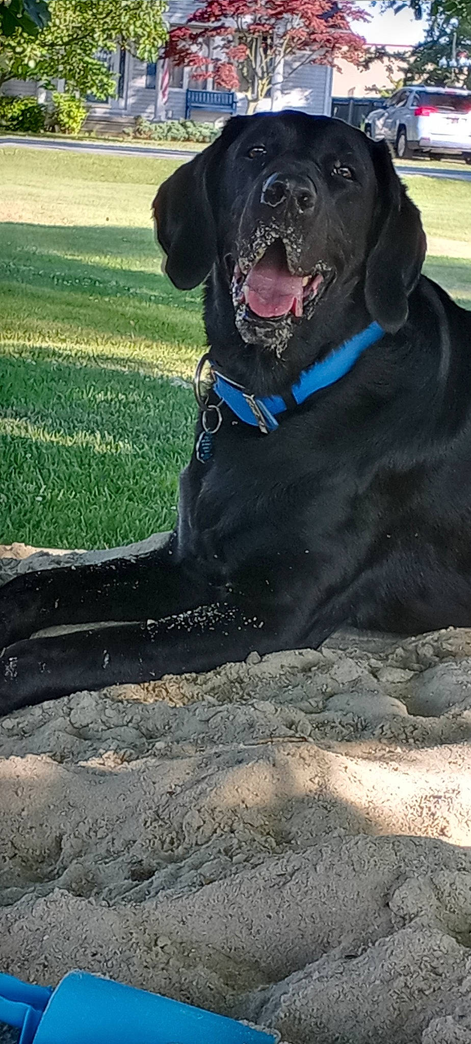 Tater joined the competition — help win amazing prizes! borador, canidae, carnivore, collar, companion_dog, dog, dog_breed, dog_collar, fawn, grass, guard_dog, gun_dog, leash, liver, pet_supply, plant, retriever, snout, sporting_group, working_animal