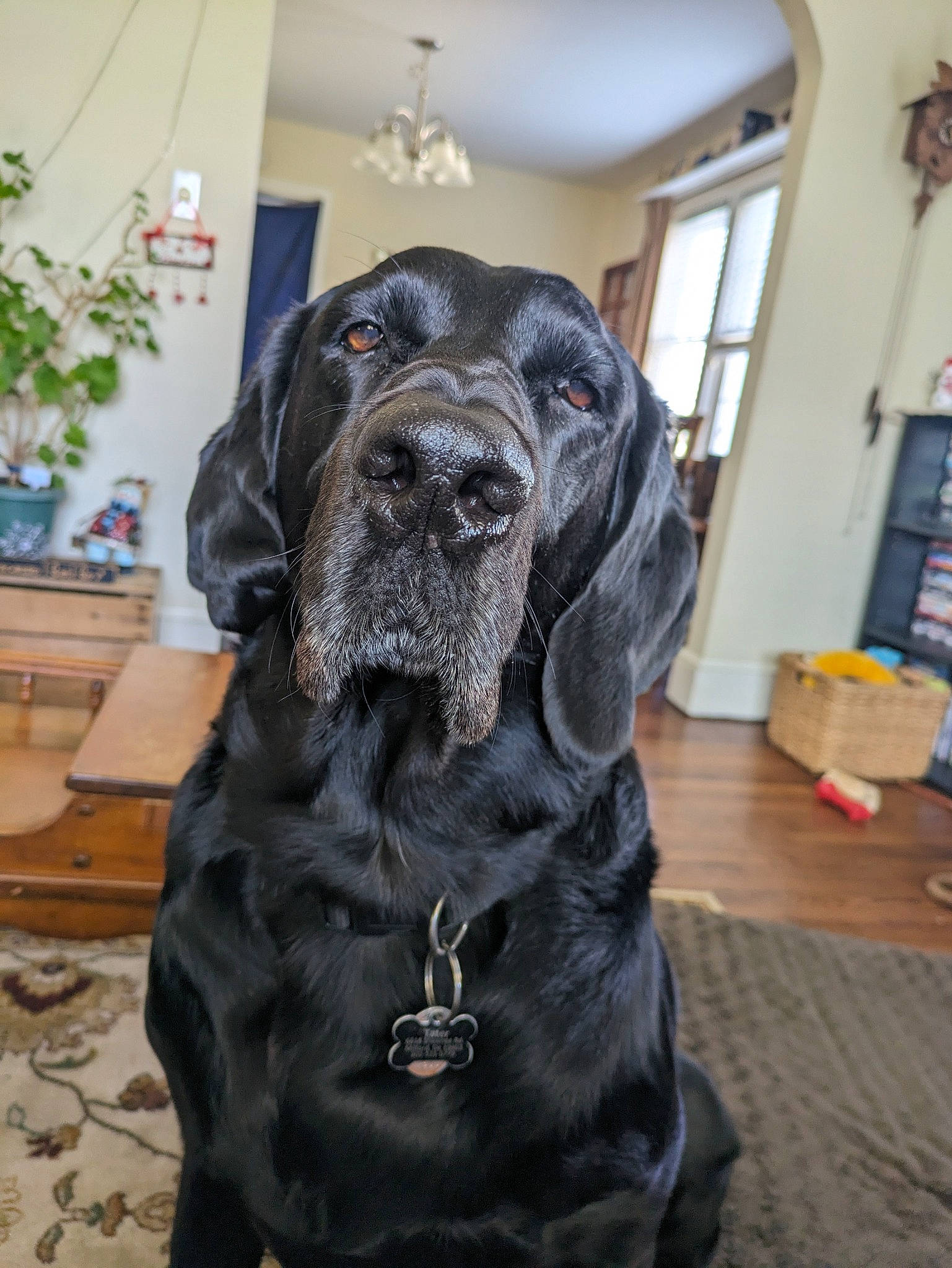 Tater joined the competition — help win amazing prizes! art, canidae, carnivore, collar, companion_dog, dog, dog_breed, dog_collar, door, fawn, fur, guard_dog, houseplant, plant, sculpture, snout, sporting_group, window, working_animal, working_dog