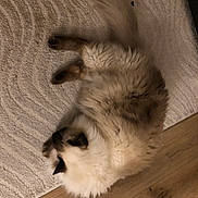 Neptune a rejoint le concours — aidez-le/la à gagner de superbes lots ! cat, fluffy, fur, indoor, relaxed, beige_rug, wooden_floor, pet, animal, cozy, curled_up, sleeping, home, comfort, mammal, whiskers, tail, paw, feline, resting