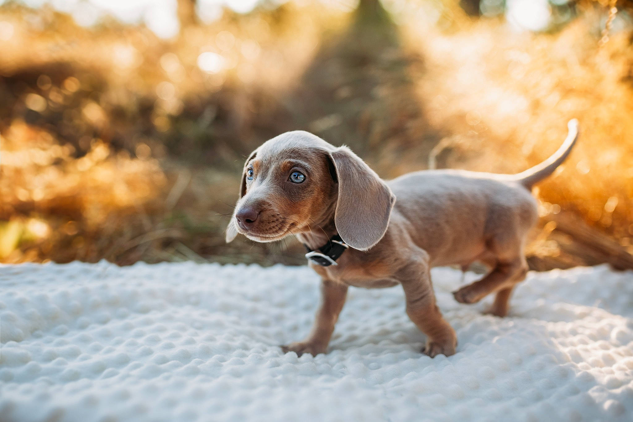 Sig is registered to the contest to win money with this photo: canidae, carnivore, companion_dog, dog, dog_breed, fawn, hound, hunting_dog, liver, puppy, scent_hound, snout, sporting_group, tail, terrestrial_animal, wood, working_animal