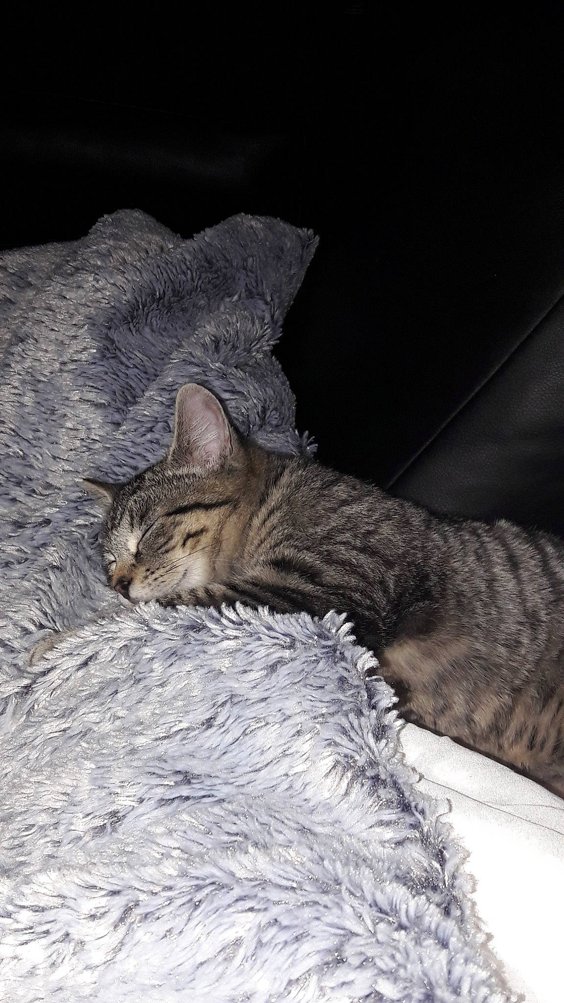 Onyle participe au concours pour gagner de l'argent avec cette photo : asian, california_spangled, carnivore, cat, chausie, domestic_short_haired_cat, dragon_li, egyptian_mau, european_shorthair, felidae, fur, kitten, mammal, nap, ocicat, pixie_bob, sleep, small_to_medium_sized_cats, tabby_cat, whiskers