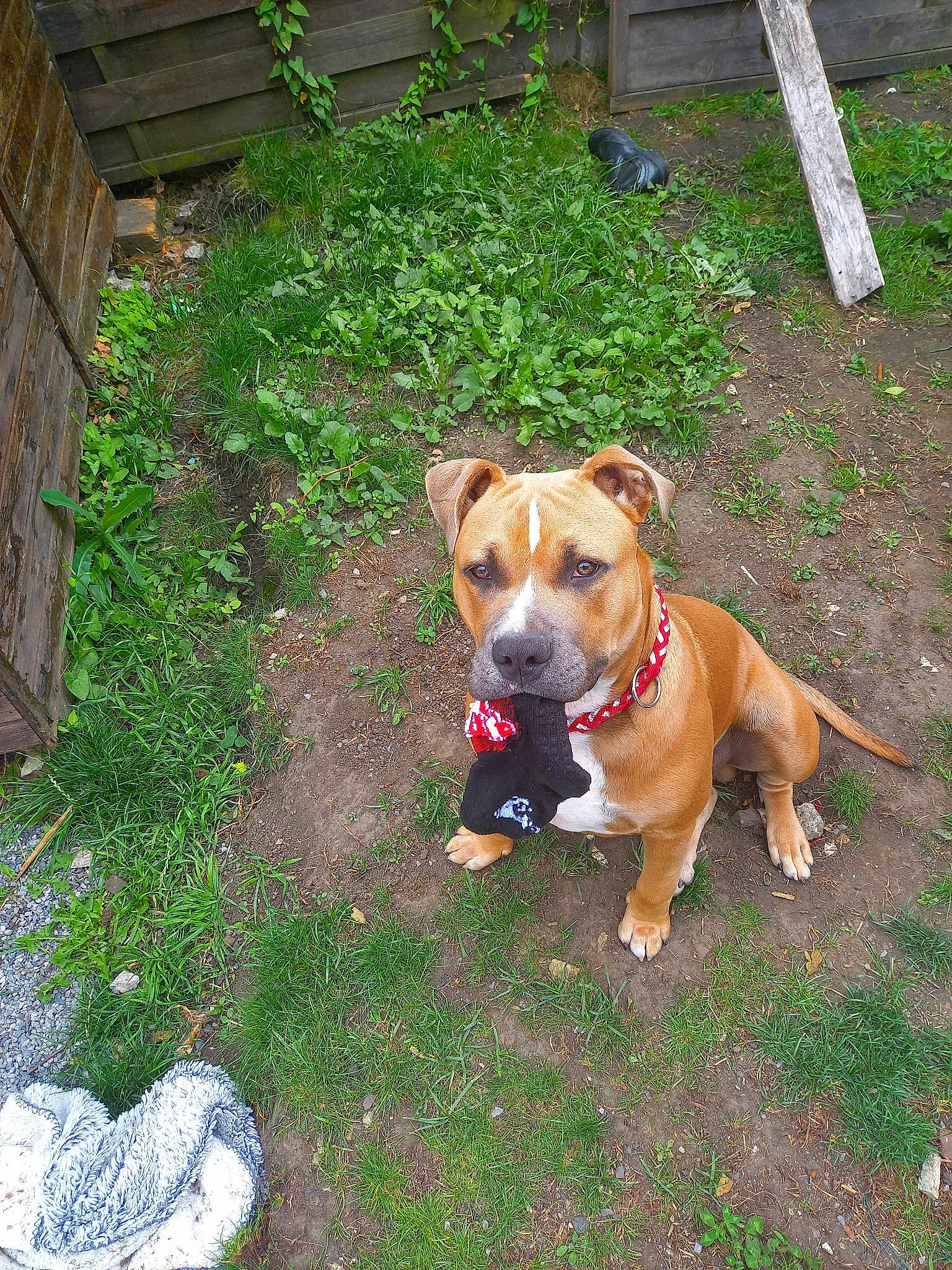Ryder