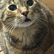 Pooty is registered to the contest to win money with this photo: alert, animal, cardboard_box, cat, close_up, curious, cute, domestic, expressive, eyes, face, feline, fur, indoor, mammal, mouth, pet, portrait, tabby, whiskers