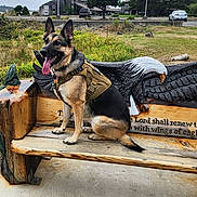 Sugar is registered to the contest to win money with this photo: dog, german_shepherd, tactical_vest, bench, wooden_bench, carving, eagle, outdoor, grass, parked_cars, nature, animal, pet, sitting, tongue_out, happy, scenic, daytime, trees, background