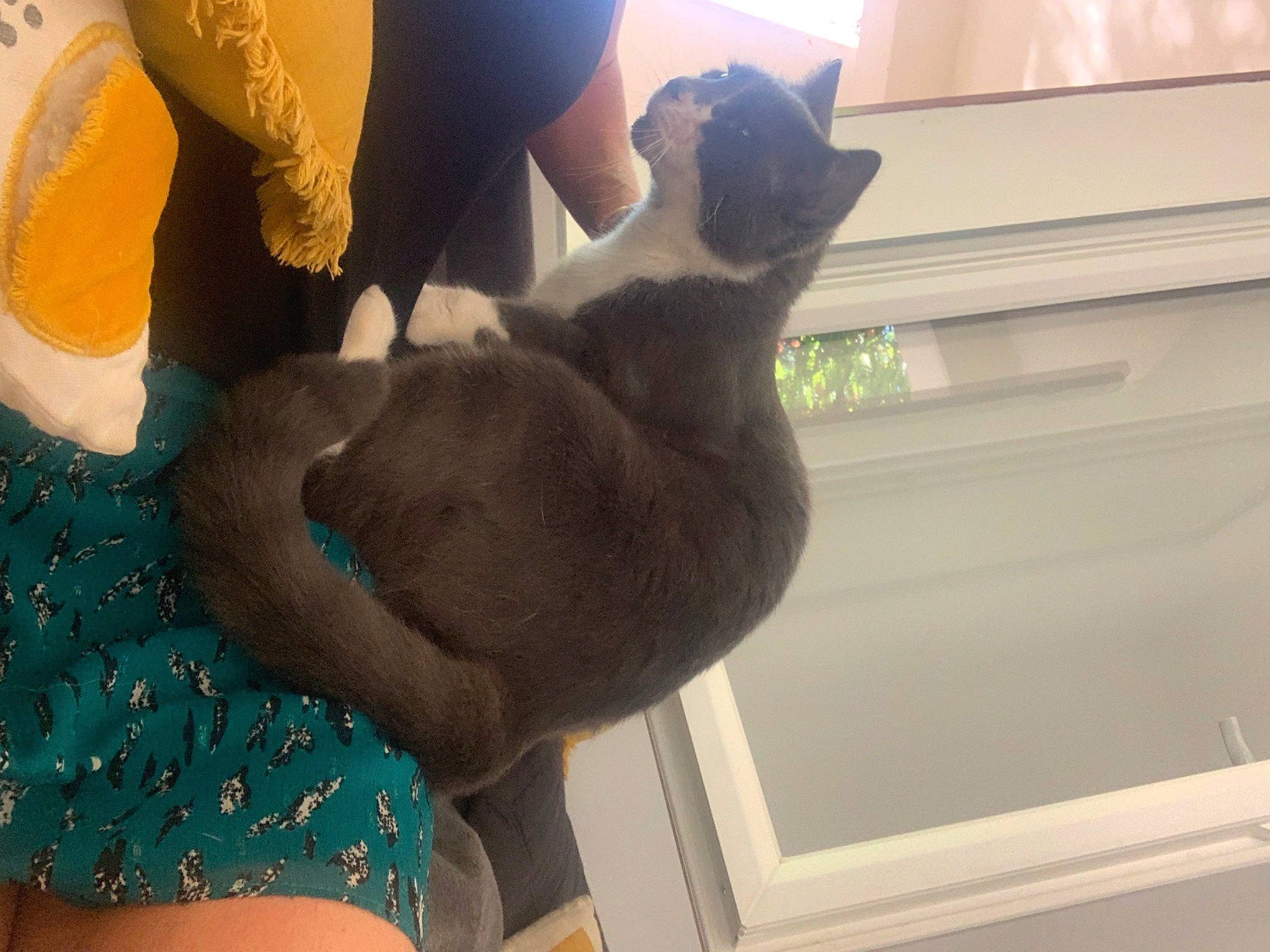 Sydney participe au concours pour gagner de l'argent avec cette photo : canidae, carnivore, cat, comfort, companion_dog, dog_breed, ear, elbow, fawn, felidae, fur, gesture, human_leg, small_to_medium_sized_cats, sporting_group, tail, thigh, whiskers, window