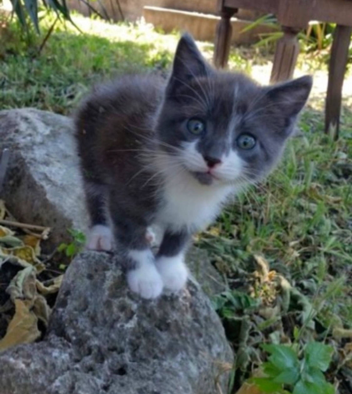 Sydney participe au concours pour gagner de l'argent avec cette photo : carnivore, cat, domestic_short_haired_cat, fawn, felidae, fur, grass, groundcover, herb, paw, plant, small_to_medium_sized_cats, snout, soil, tail, terrestrial_animal, tree, whiskers, wildlife
