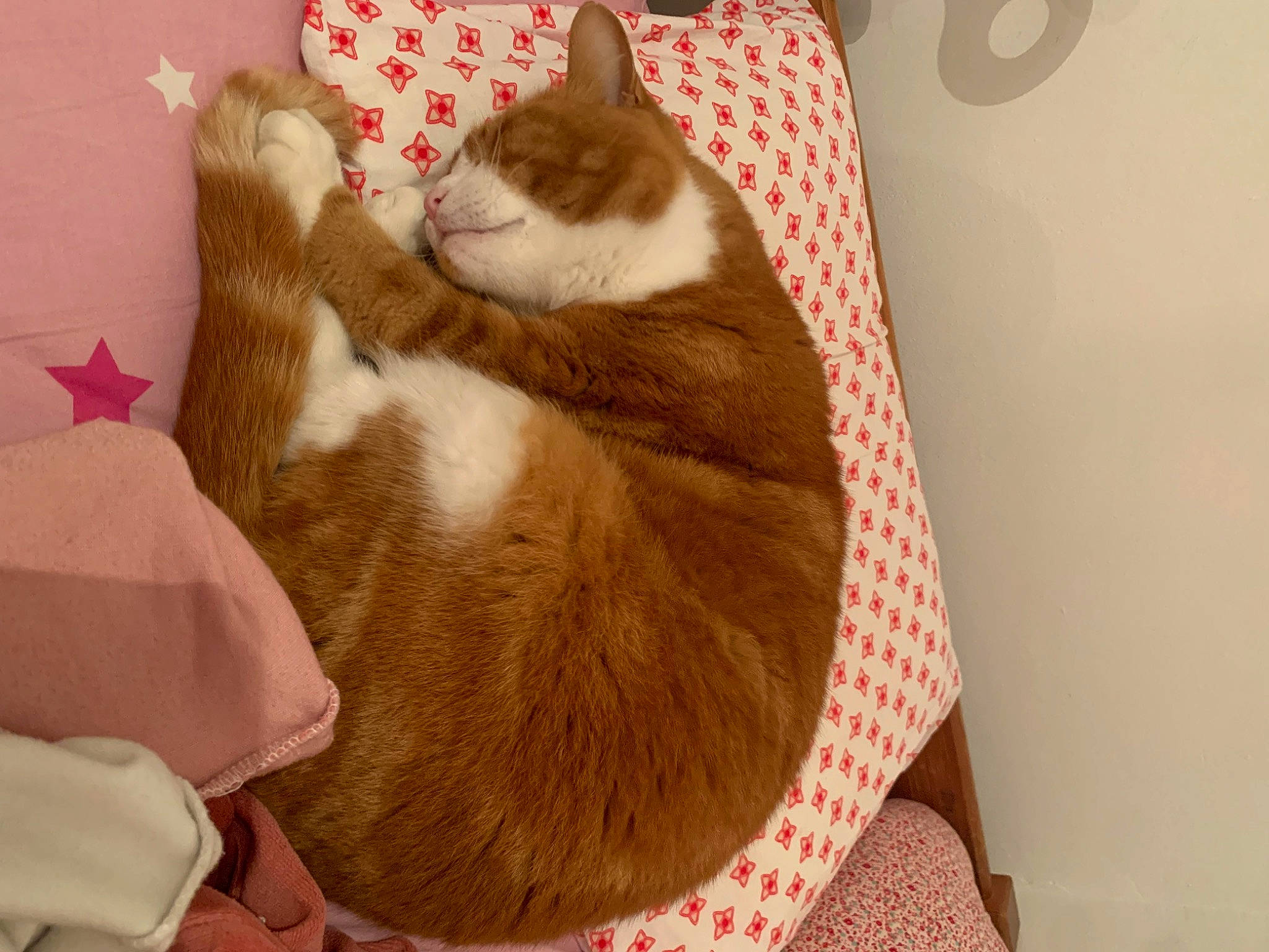 Muffin participe au concours pour gagner de l'argent avec cette photo : basket, box, cardboard, carnivore, cat, cat_bed, cat_supply, comfort, domestic_short_haired_cat, fawn, felidae, fur, lap, linens, nap, paw, small_to_medium_sized_cats, tail, whiskers, wood