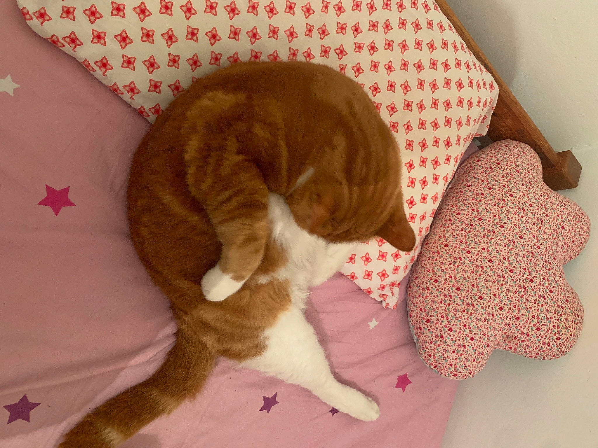 Muffin participe au concours pour gagner de l'argent avec cette photo : carnivore, cat, cat_supply, claw, comfort, dog_breed, domestic_short_haired_cat, fawn, felidae, flooring, fur, hardwood, liver, mat, nap, paw, pet_supply, small_to_medium_sized_cats, tail, whiskers