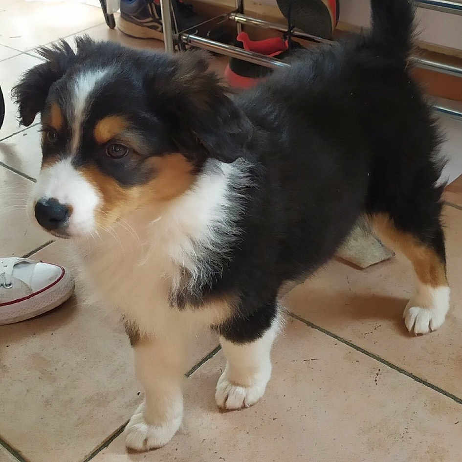 Reika participe au concours pour gagner de l'argent avec cette photo : canidae, carnivore, chair, collar, companion_dog, dog, dog_breed, flooring, fur, rectangle, snout, sporting_group, tail, toy_dog, working_animal, working_dog