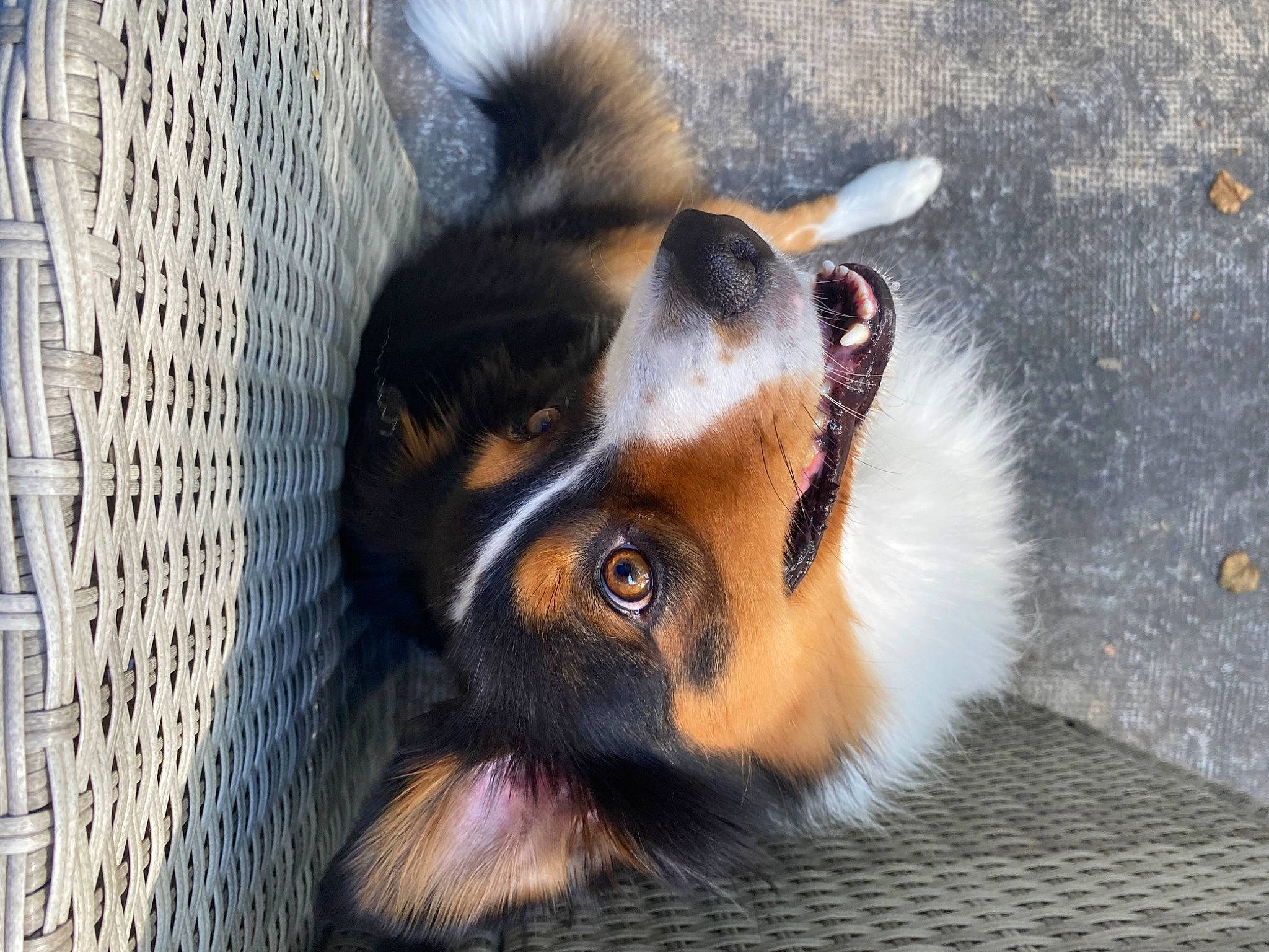 Reika participe au concours pour gagner de l'argent avec cette photo : biting, canidae, carnivore, claw, companion_dog, dog, dog_breed, fawn, fur, mesh, paw, pet_supply, scotch_collie, snout, sporting_group, terrestrial_animal, whiskers, wildlife, working_animal, working_dog