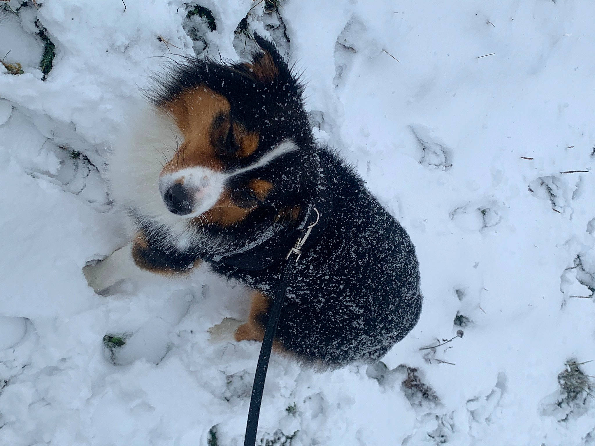 Reika a rejoint le concours — aidez-le/la à gagner de superbes lots ! canidae, carnivore, companion_dog, dog, dog_breed, dog_supply, freezing, fur, precipitation, snout, snow, sporting_group, tail, whiskers, winter, working_dog