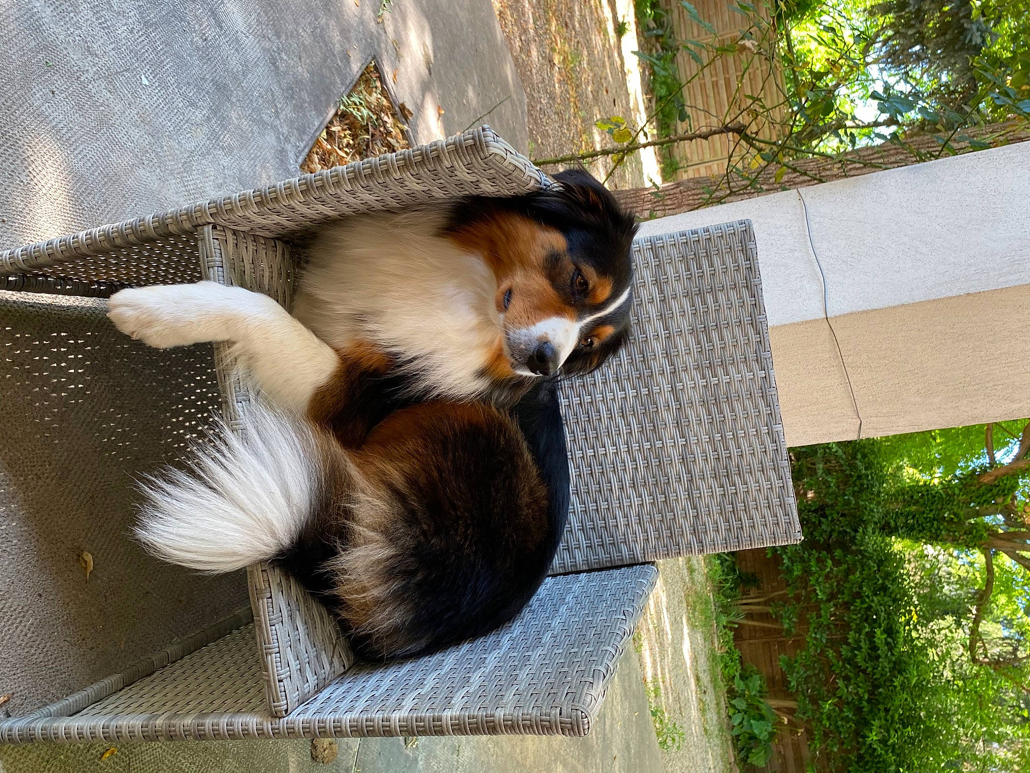 Reika participe au concours pour gagner de l'argent avec cette photo : claw, fawn, fur, hat, mammal, natural_material, primate, shade, snout, tail, terrestrial_animal, tree, trunk, wildlife, wood, zoo