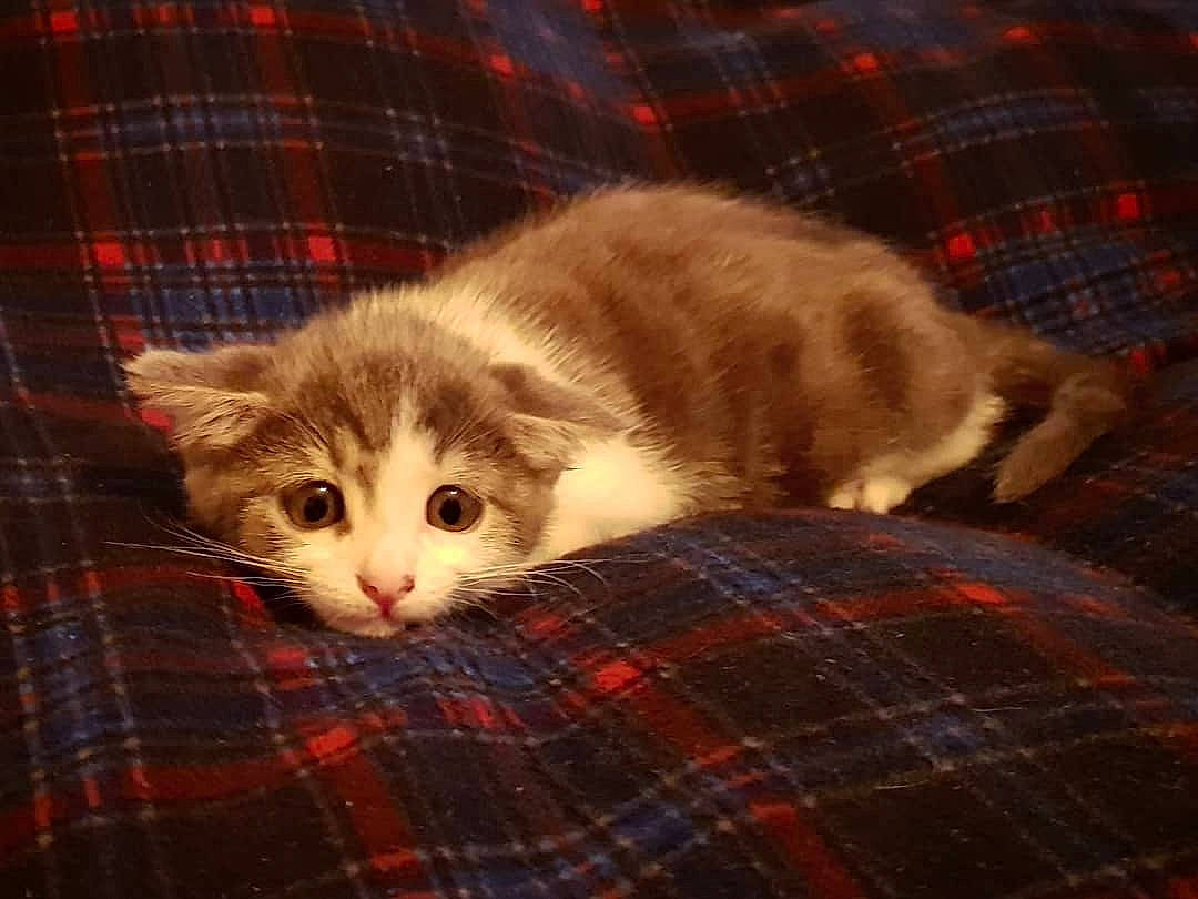 Ravioli a rejoint le concours — aidez-le/la à gagner de superbes lots ! carnivore, cat, comfort, domestic_short_haired_cat, fawn, felidae, fur, hardwood, pattern, paw, plaid, small_to_medium_sized_cats, tail, tartan, textile, whiskers, wood, woven_fabric