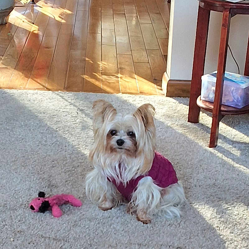 Cookie joined the competition — help win amazing prizes! animal, carpet, cozy, cute, dog, fur, home_interior, indoor, lamp, living_room, pet, plant, plush_toy, purple_sweater, relaxed, small_dog, sunlight, table, toy, wooden_floor
