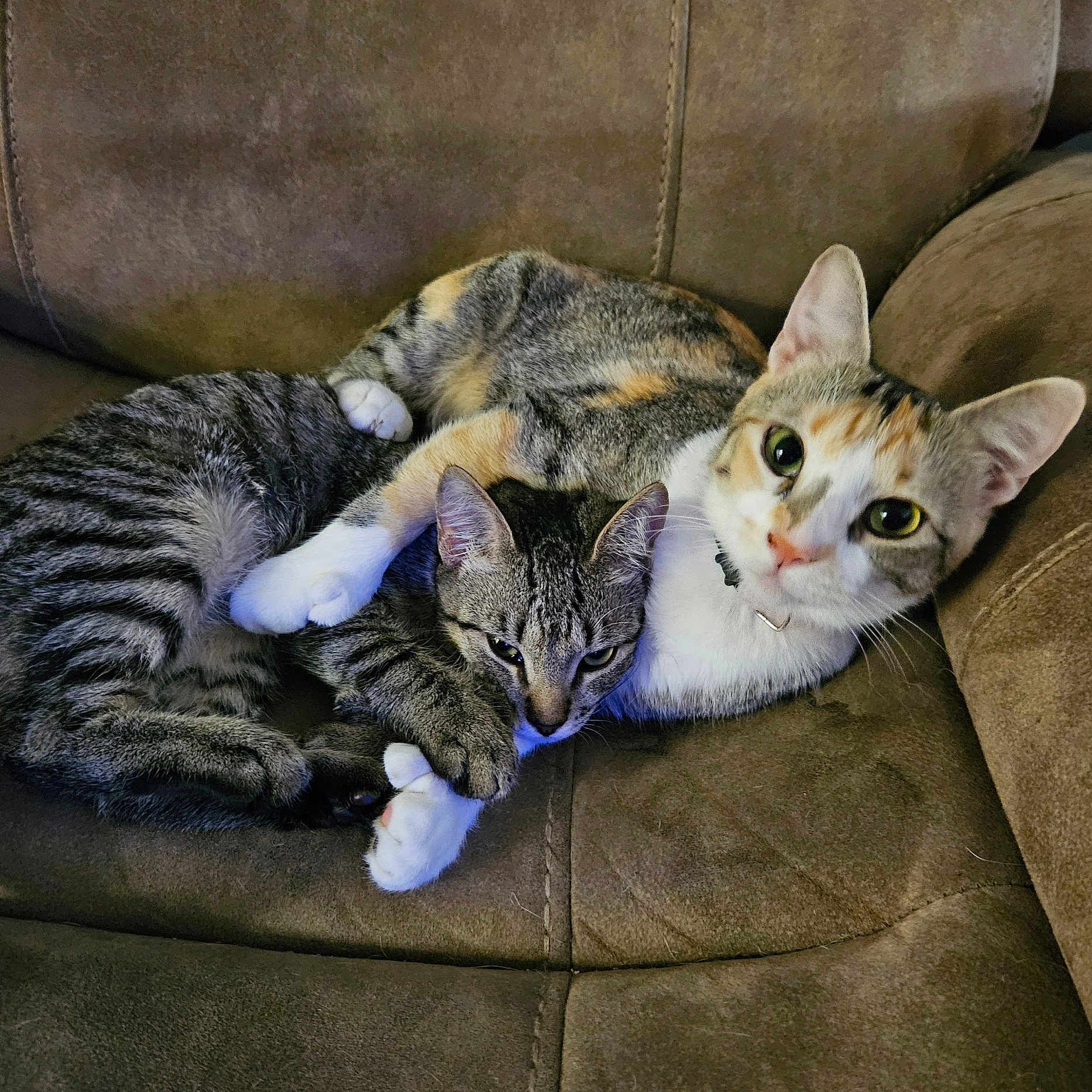 Cali And Mochi is registered to the contest to win money with this photo: animal, calico_cat, cat, cats, companions, couch, cozy, cute, domestic_animal, feline, fur, furniture, indoor, paw, pets, relaxing, resting, snuggling, tabby_cat, two_cats