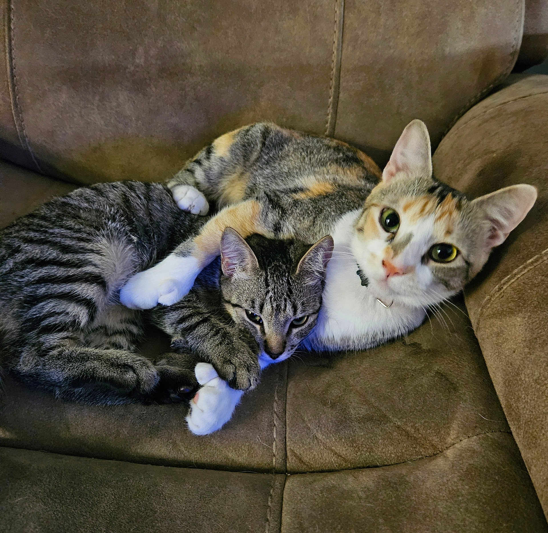 Cali And Mochi is registered to the contest to win money with this photo: animal, calico_cat, cat, cats, companions, couch, cozy, cute, domestic_animal, feline, fur, furniture, indoor, paw, pets, relaxing, resting, snuggling, tabby_cat, two_cats